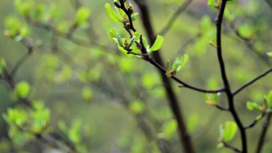 春天雨中树枝嫩芽生长慢镜头
