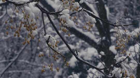 风雪中的苦楝子树01