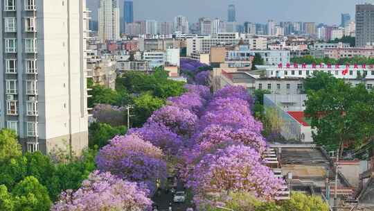 昆明蓝花楹