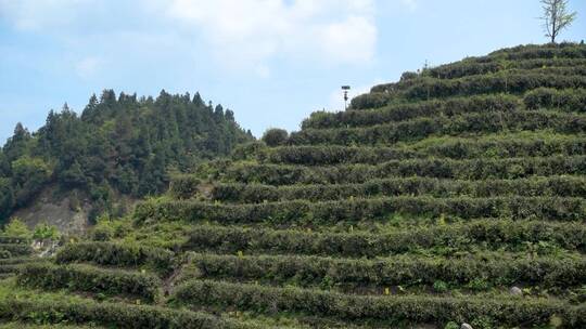 南岳衡山云雾茶茶场