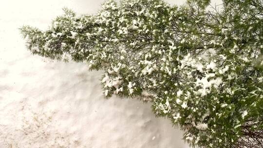 雪花掉落在枝头视频素材模板下载