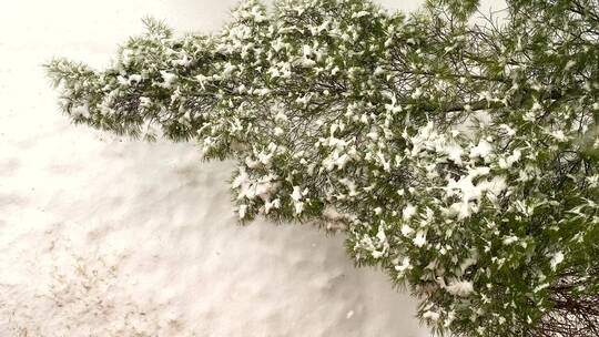 雪花掉落在枝头