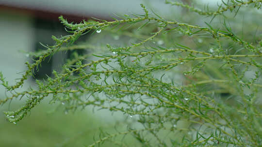 雨天小草上水珠