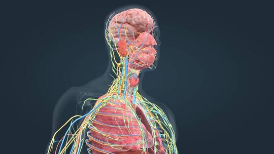 医学人体奥秘解剖器官3D三维动画