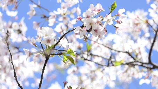 四月春日蜜蜂花