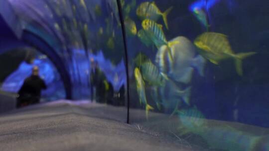 海底隧道海洋馆水族馆视频素材模板下载