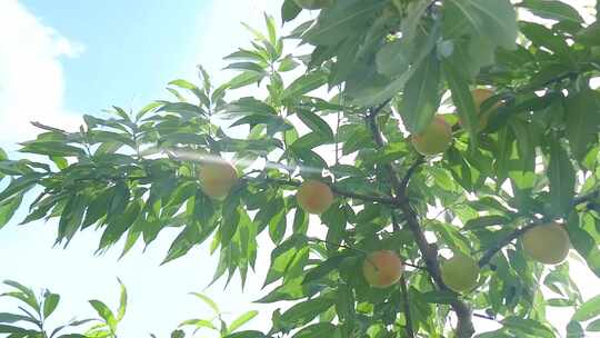 阳山水蜜桃 水蜜桃产地 水蜜桃采摘