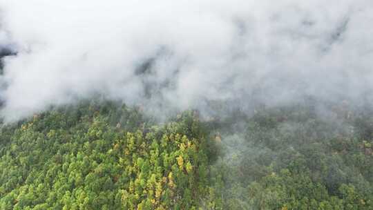 无人机航拍西藏林芝秋天高山林海云雾景观