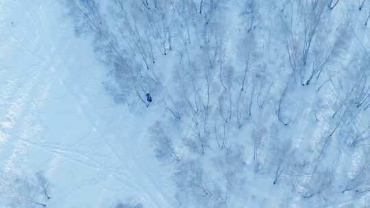 一只动物穿过被雪覆盖的道路跑进树林