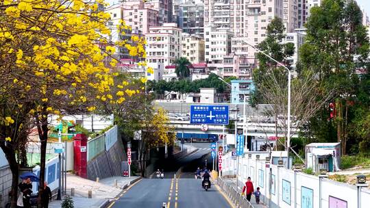 深圳龙华区美宝路黄花风铃木