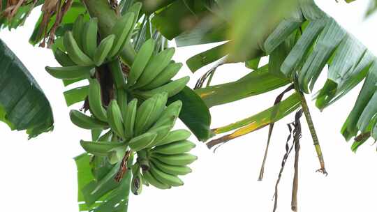 香蕉树上的香蕉实拍