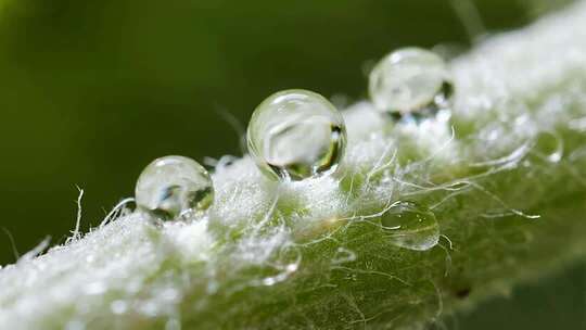 白露露珠微距唯美清新自然视频