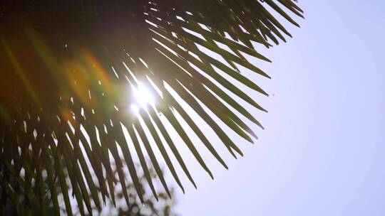 【空镜】4K-雨打棕榈树叶-逆光-摇镜头