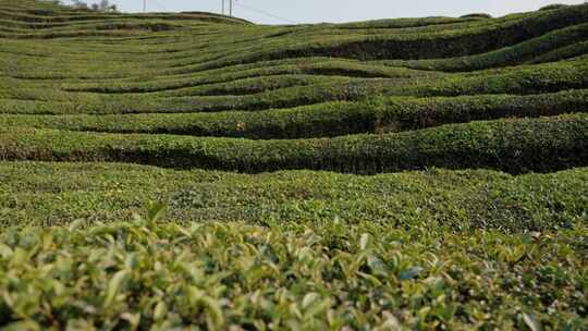 茶叶茶园空镜运镜素材