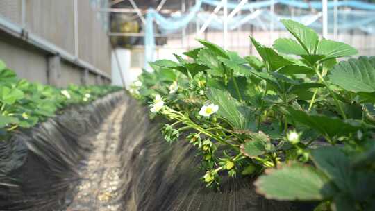 草莓园 农田 农业作物 水果 绿色植物 温室