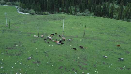4k航拍新疆牧场上吃草的牛羊