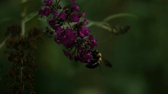 蜜蜂以慢动作给花朵授粉