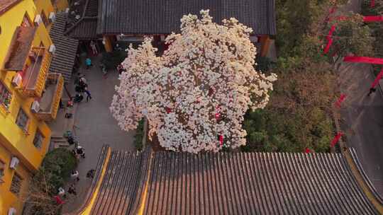 法喜寺玉兰花