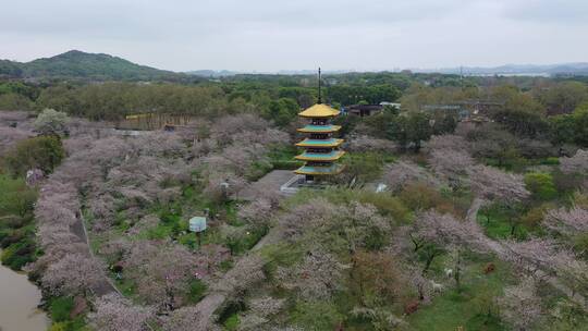 航拍武汉东湖樱园樱花春季东湖风景区