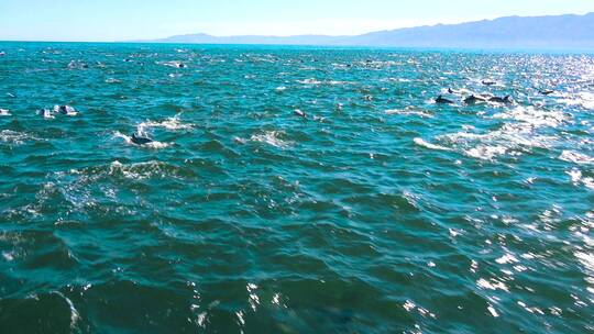 航拍成千上万的海豚在大海里迁徙