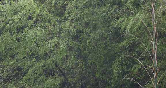 下雨天竹林竹叶唯美意境禅意空镜升格