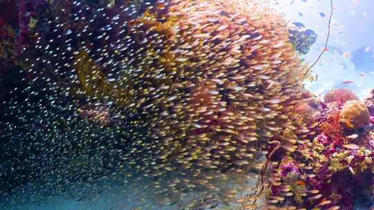 4K水下奇观、海底世界、多彩鱼群、珊瑚礁
