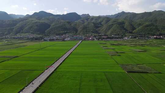 航拍农业种植大片稻田视频素材模板下载