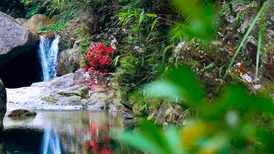 高山杜鹃 杜鹃花 大自然景色春天山水绿色