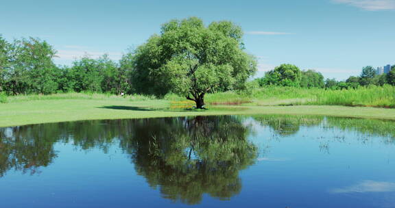 8k实拍水边的大树多景别之一