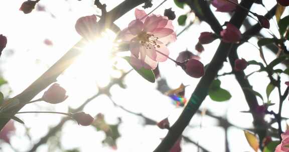 唯美阳光逆光下轻轻摇摆的粉红色海棠花盛开