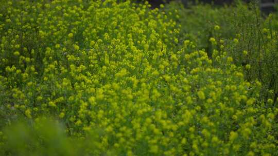 绿色植物特写镜头