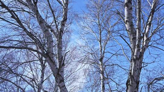 冬季森林白桦林蓝天白云雪景