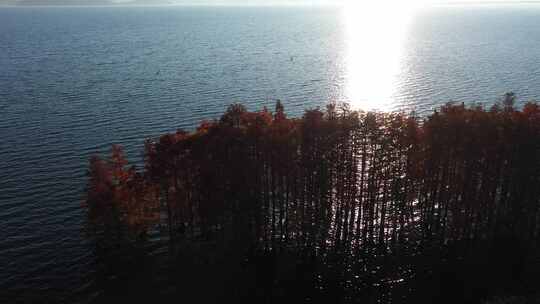 湖泊红树林海鸥湖畔
