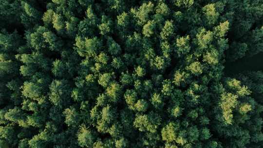 4K高级航拍树木森林空镜