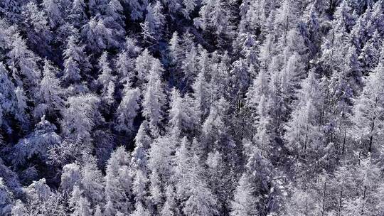 秦岭森林雾凇雪景