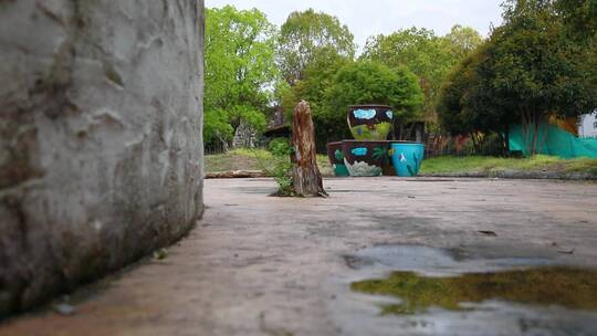 户外枯树桩新枝推镜头纪录片