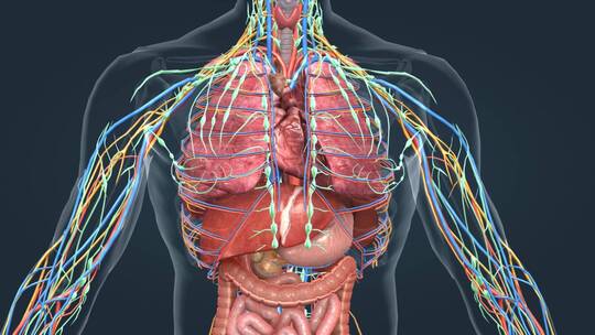 人体器官肺部肝脏肠道三维医学特效动画