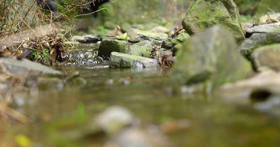 大自然 山野 小溪 苔藓 