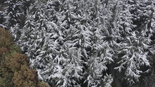 雪中的西安大雁塔雪景