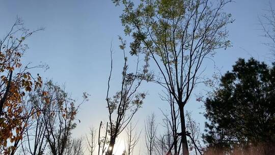 济南韩仓河边，夕阳下逆光粉黛花海摩天轮