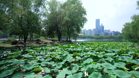 武汉汉口后襄河公园风景