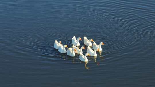 航拍一群鸭子在水中游泳
