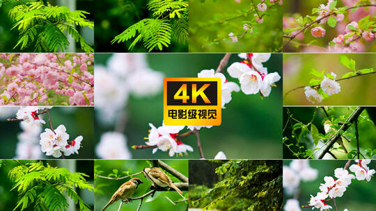 唯美绿色植物春天美景