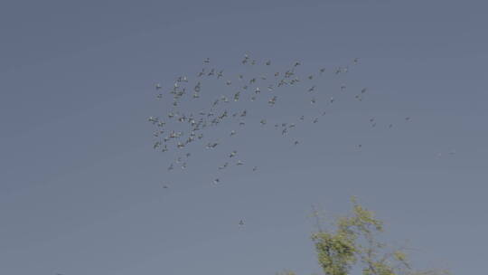 鸽子 鸽子飞翔在空中