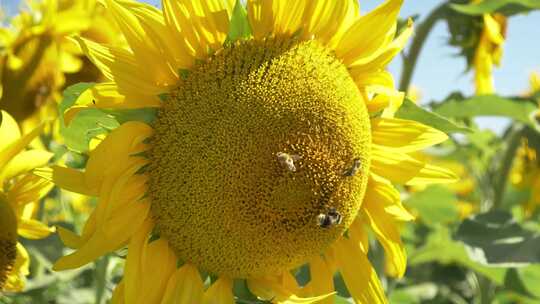 向日葵花朵蜜蜂采蜜特写视频素材模板下载