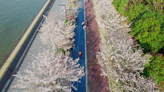 杭州滨江樱花跑道