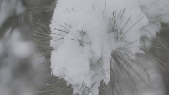 雪后的松树LOG视频素材模板下载