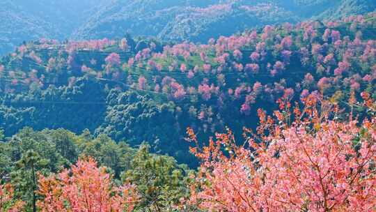 大理无量山樱花谷