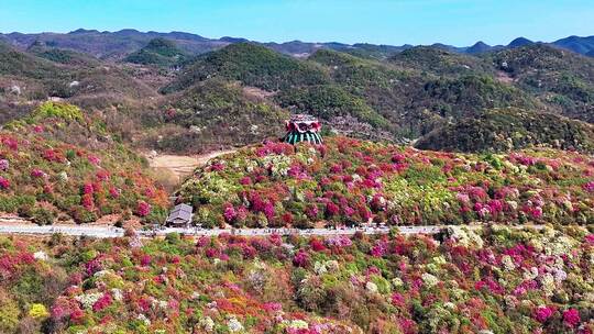 4K航拍贵州毕节杜鹃花自然美景