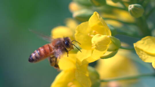 春天盛开的油菜花采蜜的蜜蜂视频素材模板下载
